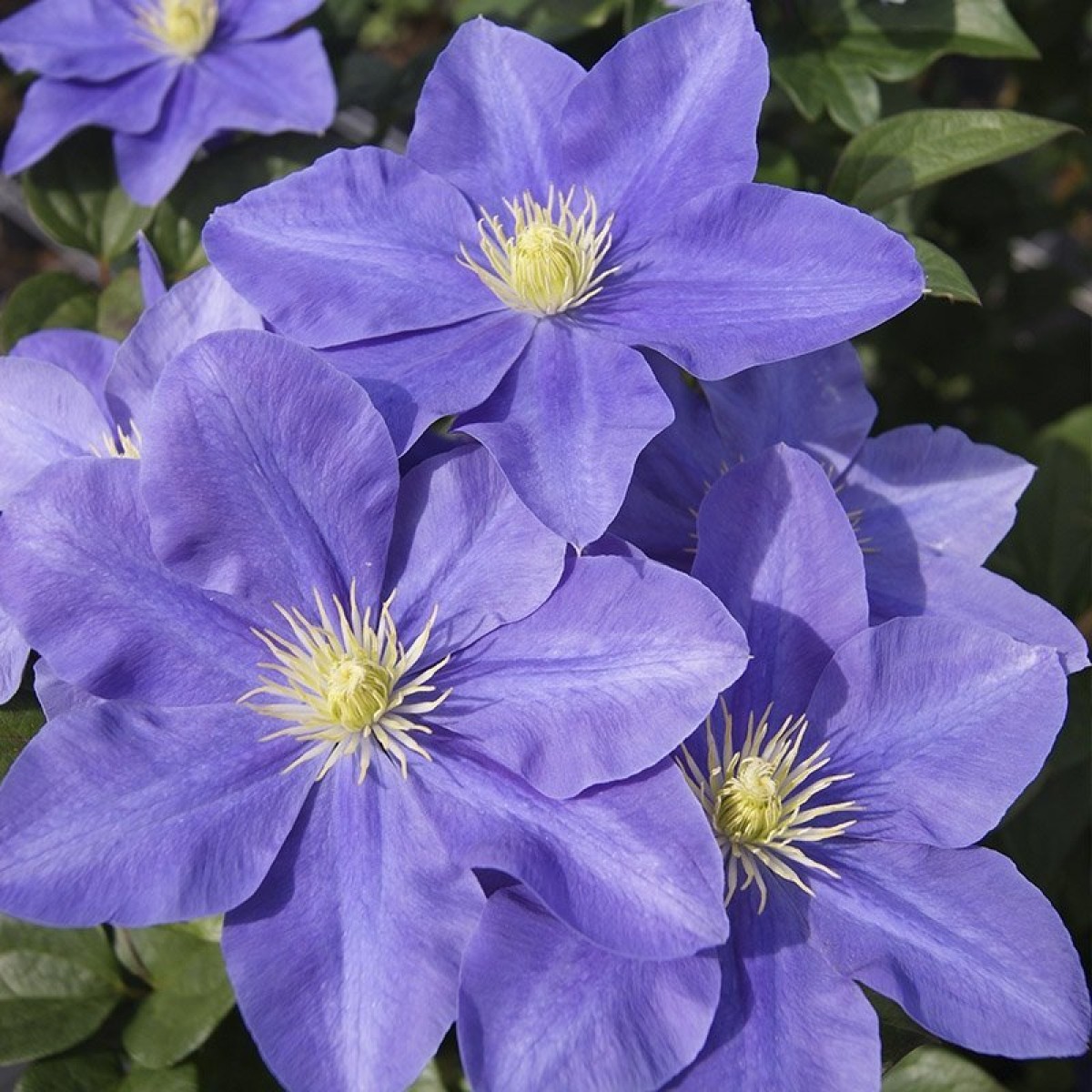 Clematis 'Fujimusume'